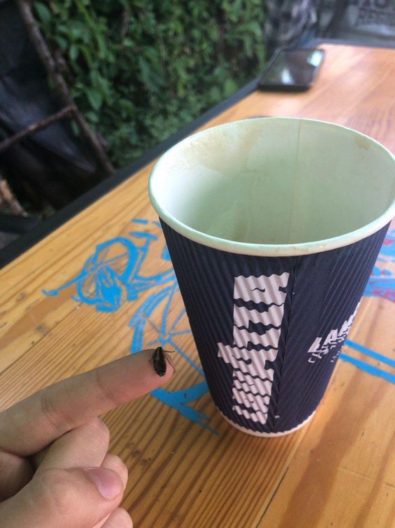 В запорожском кофейном киоске покупательнице вручили кофе с тараканом (ФОТО)
