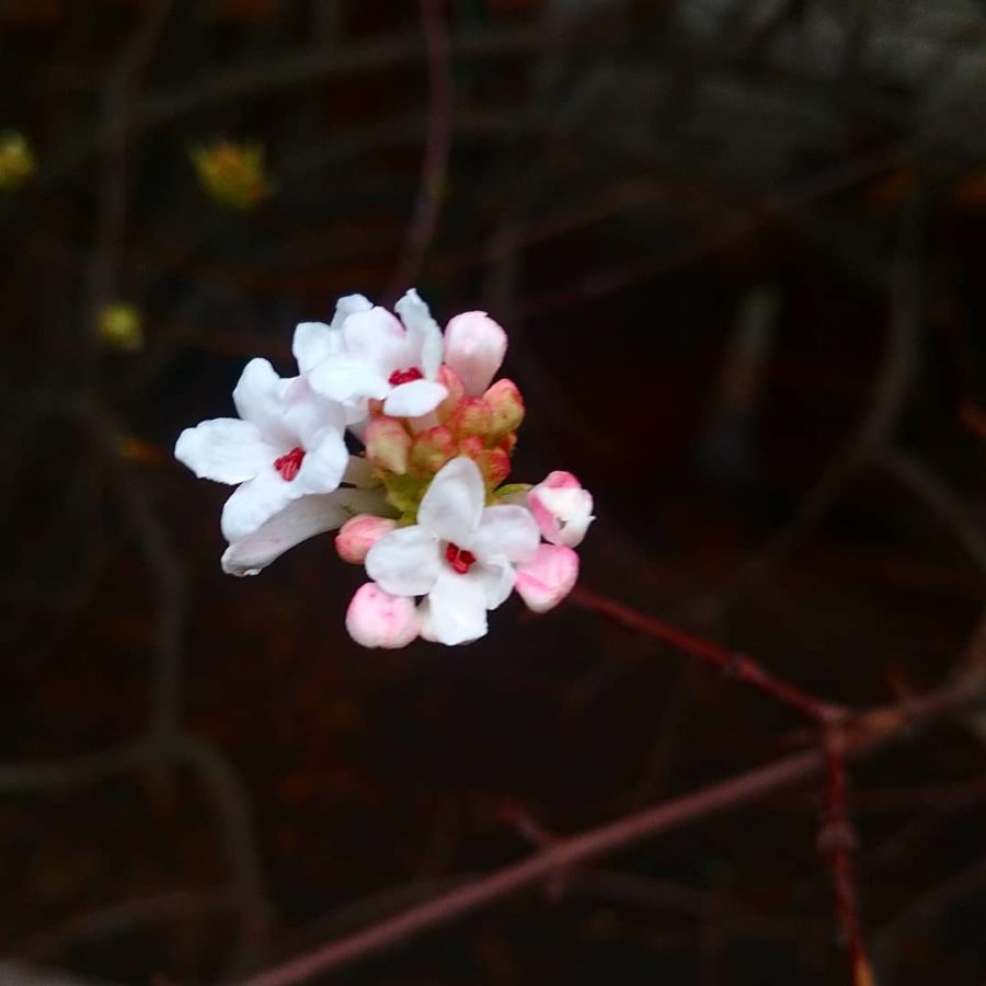 Запорожцы могут полюбоваться цветением редких растений среди зимы