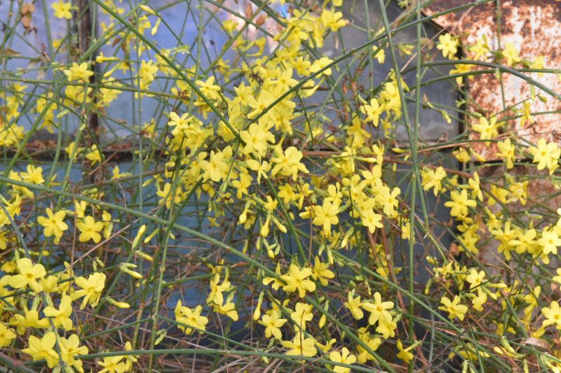 Очередное чудо природы: в Запорожье в январе цветет жасмин (ФОТО)