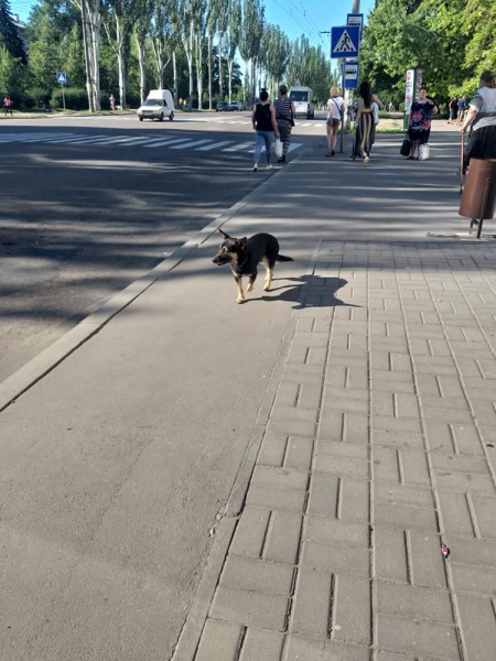 В Запорожье на остановке брошенная собака заглядывает в
каждую маршрутку