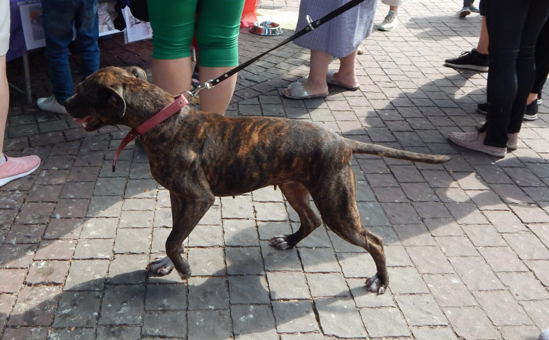 В центре Запорожье прошла акция при участии десятка
собак