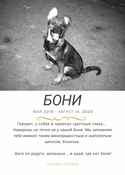 Волонтеры запорожского приюта для животных подозревают своих
соседей в том, что они отравили их собак