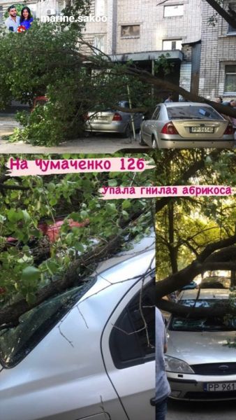 В Запорожье на машины рухнуло старое дерево