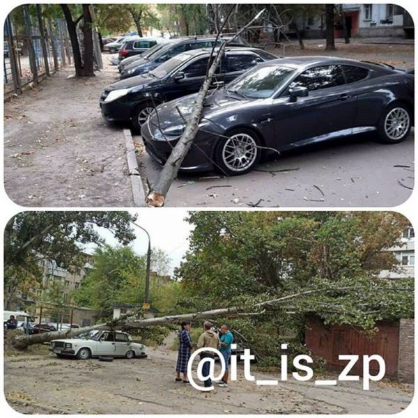 В Запорожье во дворах падали деревья: повреждены три
авто